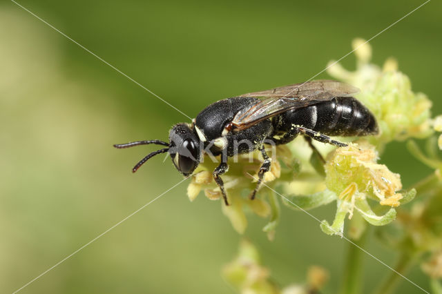 Resedamaskerbij (Hylaeus signatus)