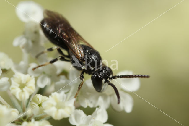 Kleine lookmaskerbij (Hylaeus leptocephalus)