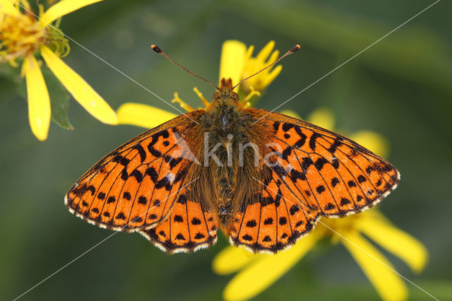 Veenbesparelmoervlinder (Boloria aquilonaris)