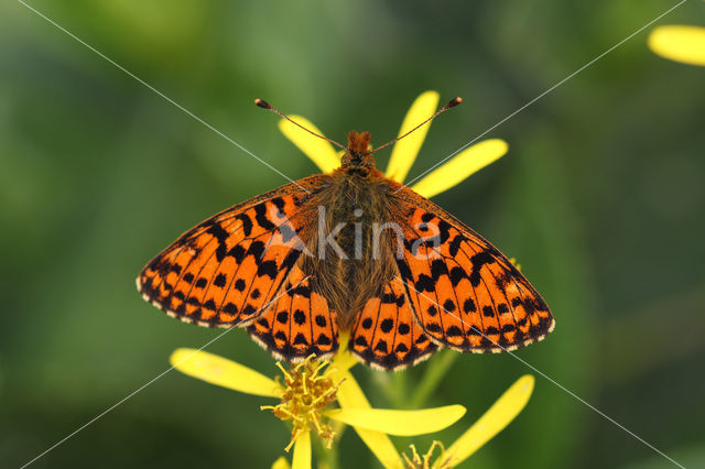 Veenbesparelmoervlinder (Boloria aquilonaris)