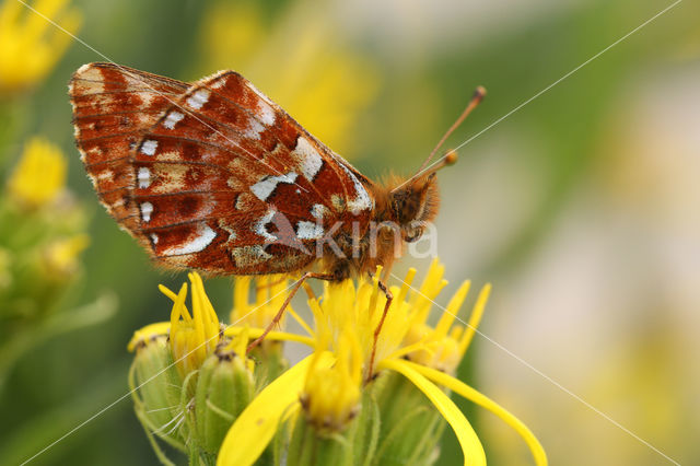 Veenbesparelmoervlinder (Boloria aquilonaris)