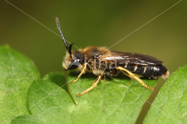 Roodpotige groefbij (Halictus rubicundus)