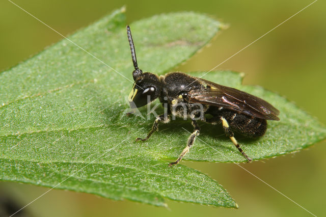 Boemerangmaskerbij (Hylaeus difformis)