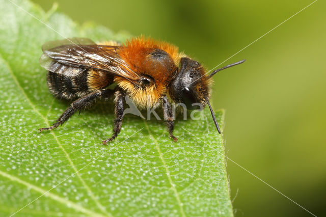 Osmia uncinata