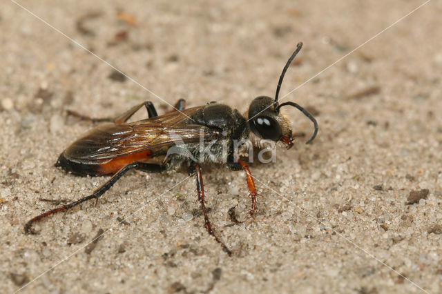 golden digger wasp (Sphex funerarius)