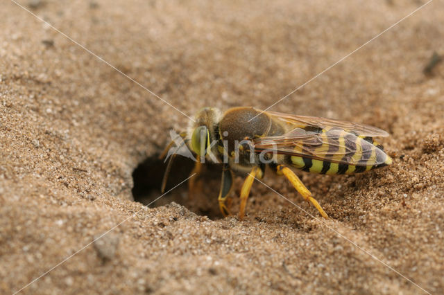 Bembix rostrata