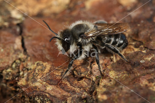 Gewone behangersbij (Megachile versicolor)