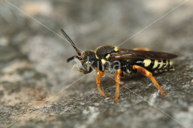 Wasp-bee (Nomada rufipes)