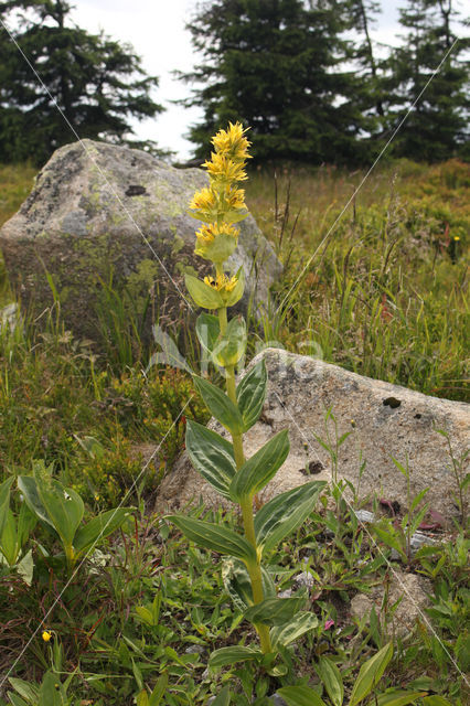 Yellow Gentian (Gentiana lutea)