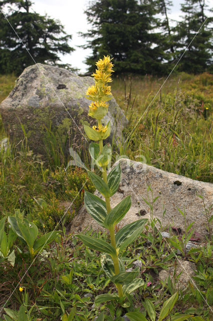 Gele gentiaan (Gentiana lutea)