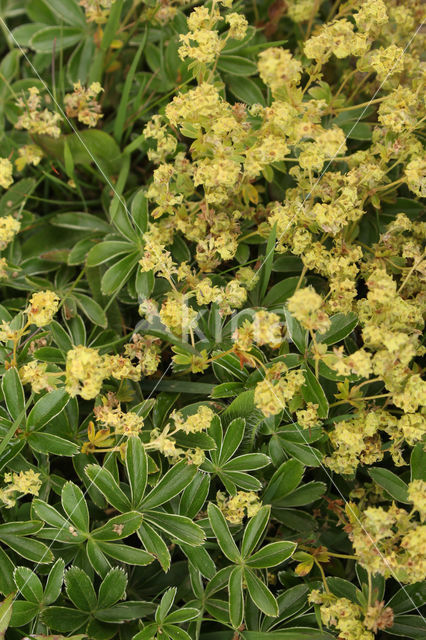 Alpenvrouwenmantel (Alchemilla alpina)