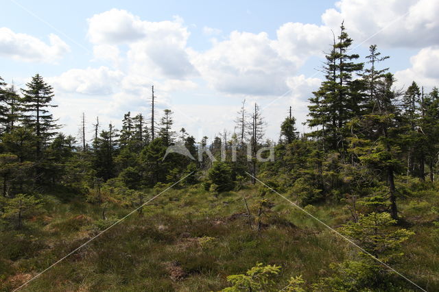 Harz National park