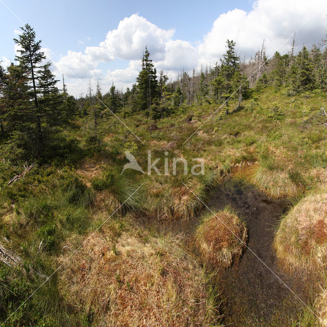 Harz National park