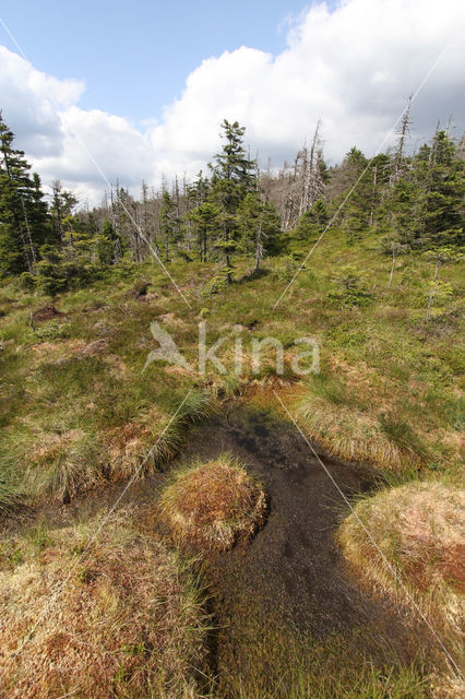 Harz National park