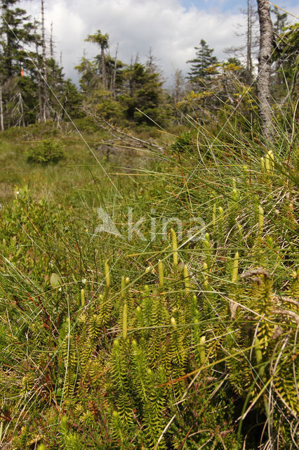 Stekende wolfsklauw (Lycopodium annotinum)