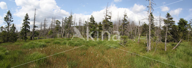 Nationalpark Harz