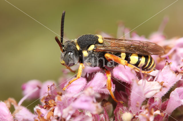 Wasp-bee (Nomada flavopicta)