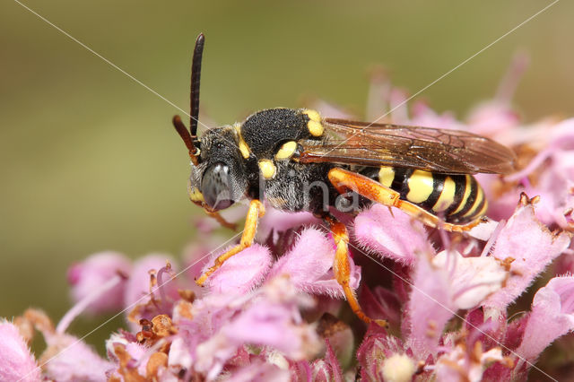 Zwartsprietwespbij (Nomada flavopicta)