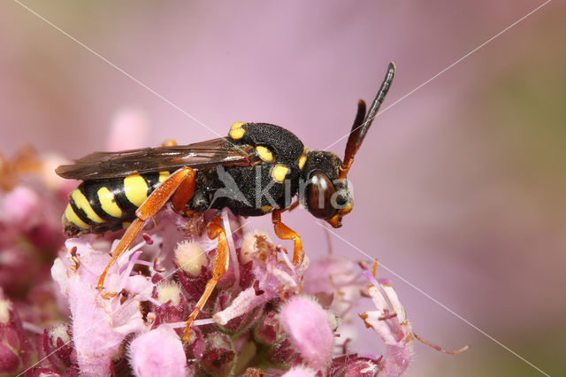 Zwartsprietwespbij (Nomada flavopicta)