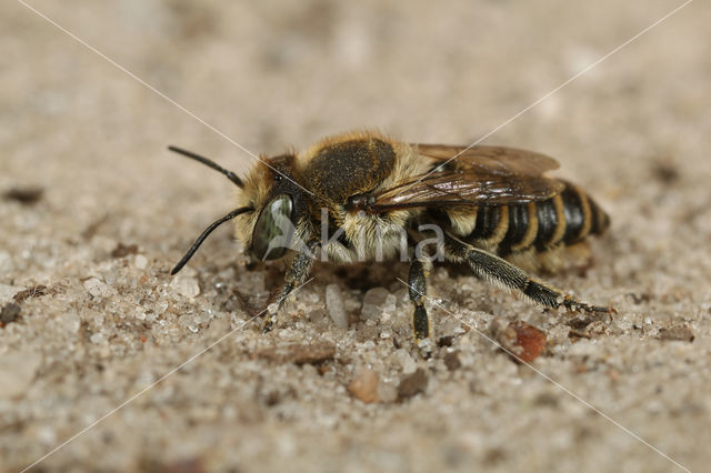 Rotsbehangersbij (Megachile pilidens)