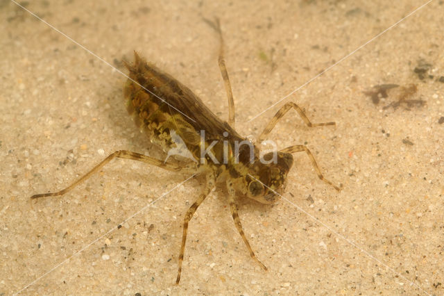 Zwervende heidelibel (Sympetrum fonscolombii)