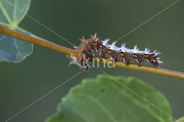 Gehakkelde aurelia (Polygonia c-album)