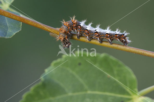 Comma (Polygonia c-album)