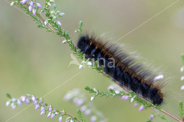 Fox Moth (Macrothylacia rubi)