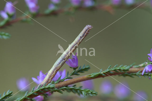 Gewone heispanner (Ematurga atomaria)