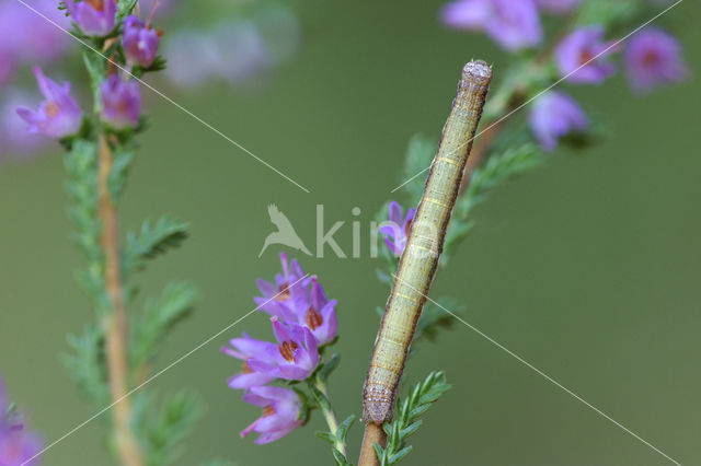 Gewone heispanner (Ematurga atomaria)