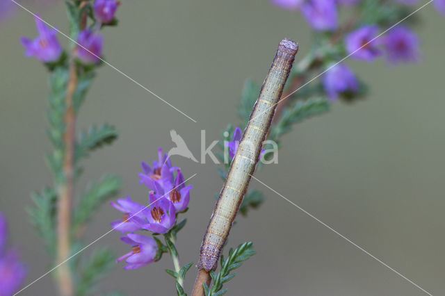 Gewone heispanner (Ematurga atomaria)