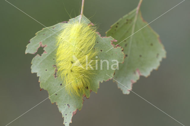 Schaapje (Acronicta leporina)