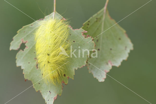 Schaapje (Acronicta leporina)