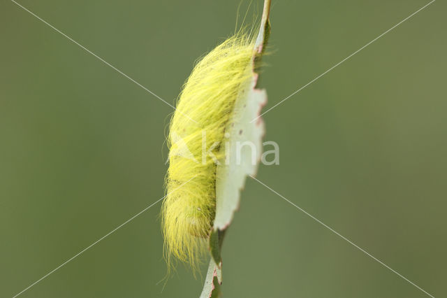 Schaapje (Acronicta leporina)