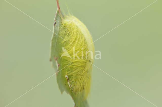 The Miller (Acronicta leporina)