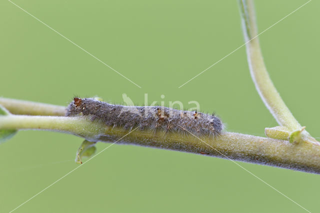 Eikenblad (Gastropacha quercifolia)