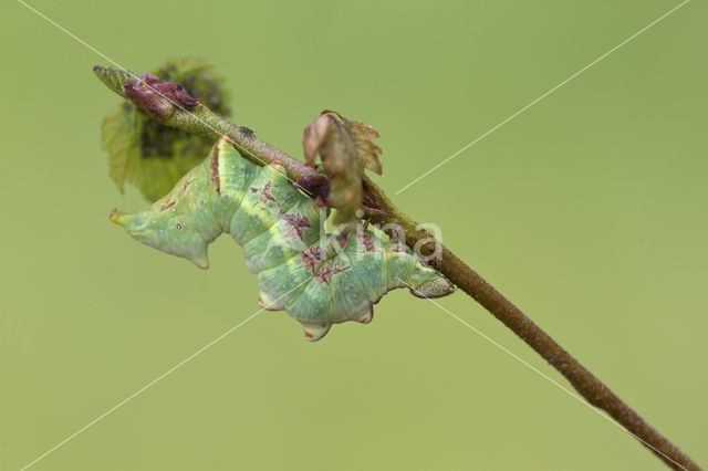 Iron Prominent (Notodonta dromedarius)