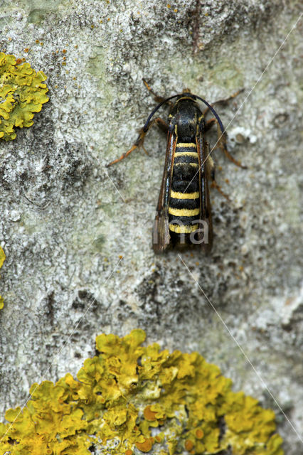 frambozenglasvlinder (Pennisetia hylaeiformis)