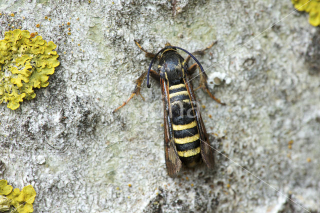 frambozenglasvlinder (Pennisetia hylaeiformis)