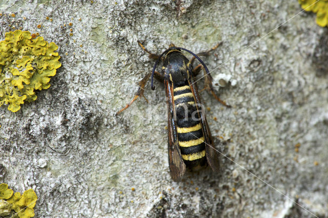 frambozenglasvlinder (Pennisetia hylaeiformis)