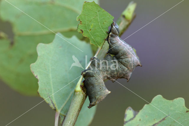 Iron Prominent (Notodonta dromedarius)