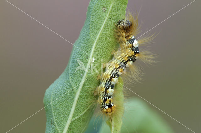 Scarce Merveille Du Jour (Moma alpium)