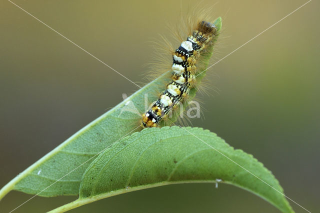 Scarce Merveille Du Jour (Moma alpium)