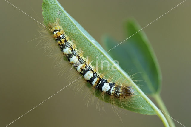 Scarce Merveille Du Jour (Moma alpium)