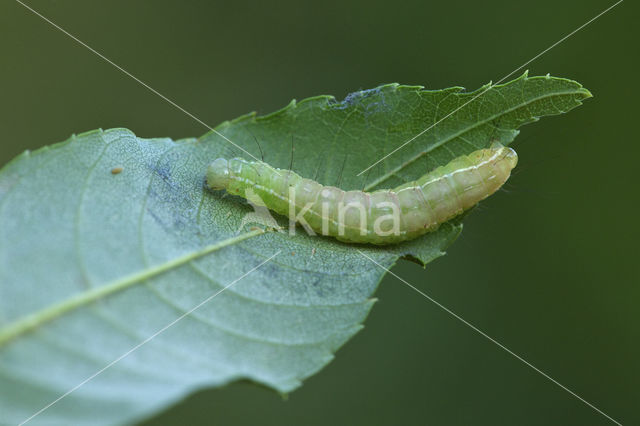 The Coronet (Craniophora ligustri)