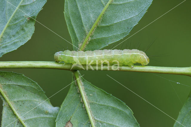 Schedeldrager (Craniophora ligustri)