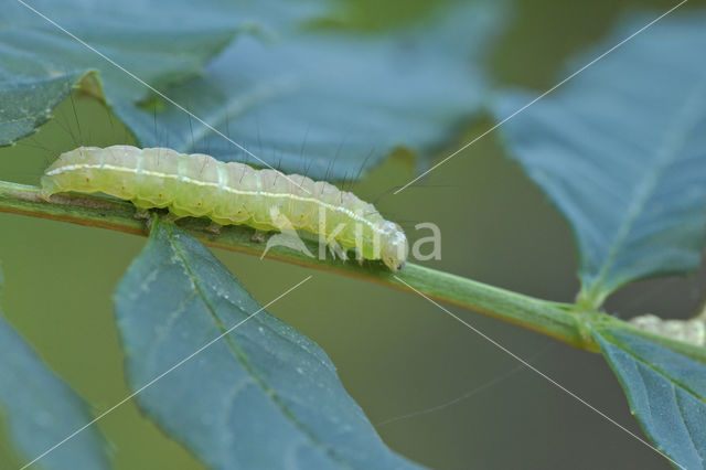 The Coronet (Craniophora ligustri)