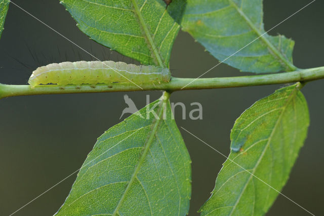 Schedeldrager (Craniophora ligustri)