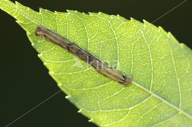 The Engrailed