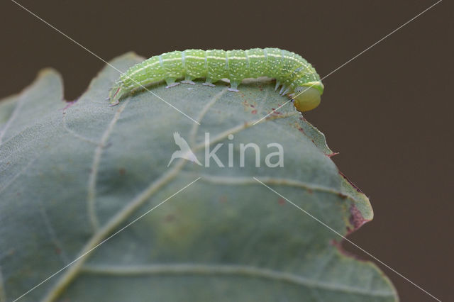 Zilveren groenuil (Pseudoips prasinana)